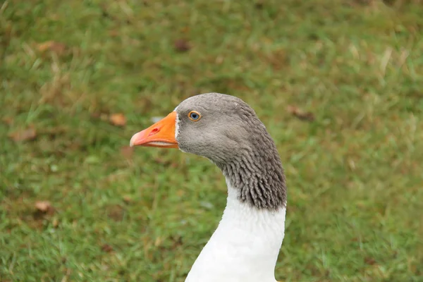 Poultry Goose. — Stock Photo, Image