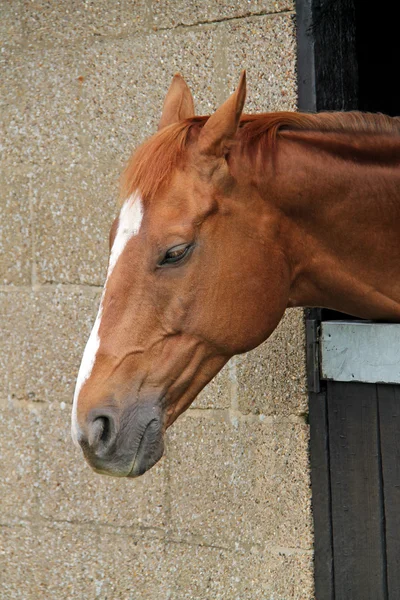 Cavalo silencioso . — Fotografia de Stock