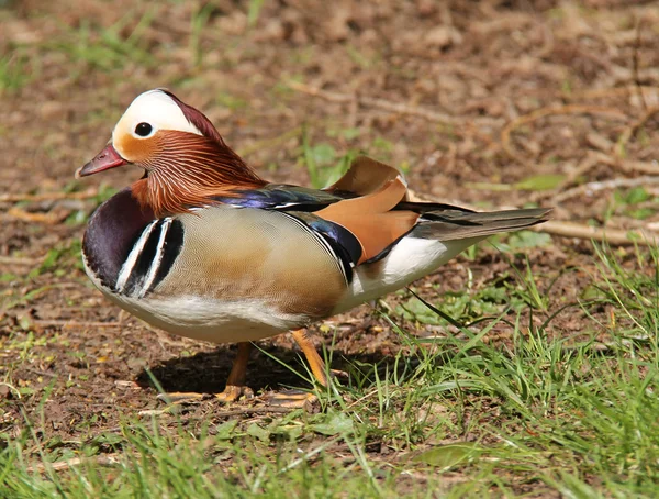 Mandarin Duck. Stock Picture