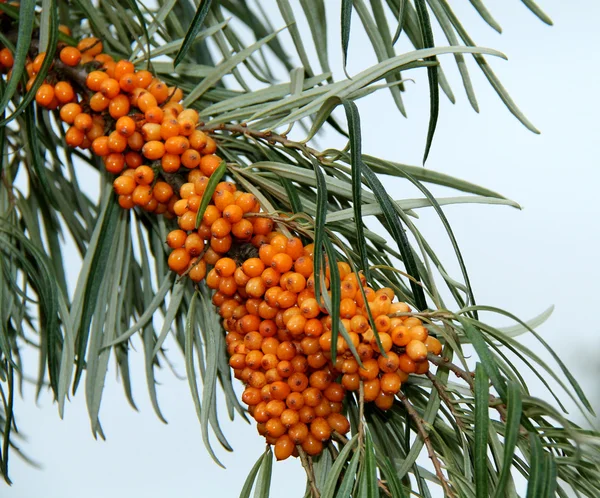 Bagas de laranja brilhantes . — Fotografia de Stock