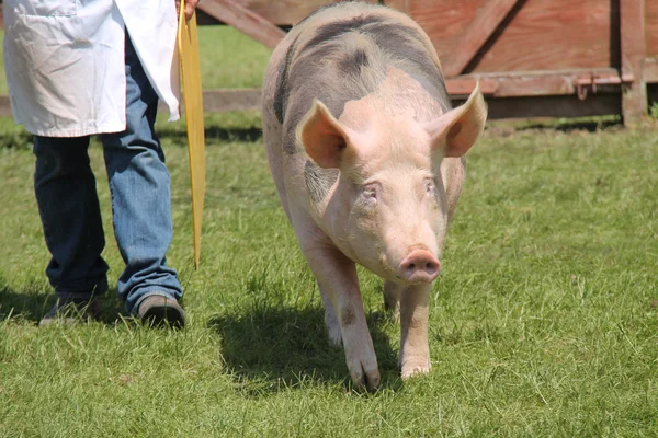 Old Spot Pig. — Stock Photo, Image