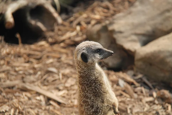 Meerkat Animal. — Stock Photo, Image