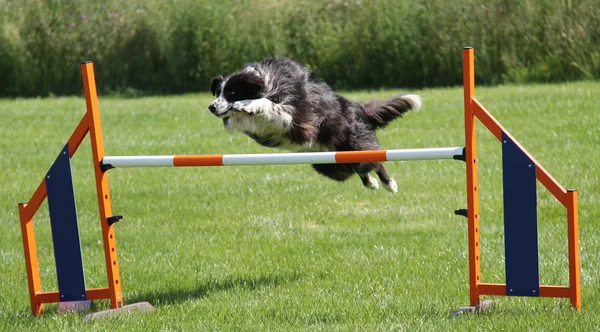 Dog Leaping. — Stock Photo, Image