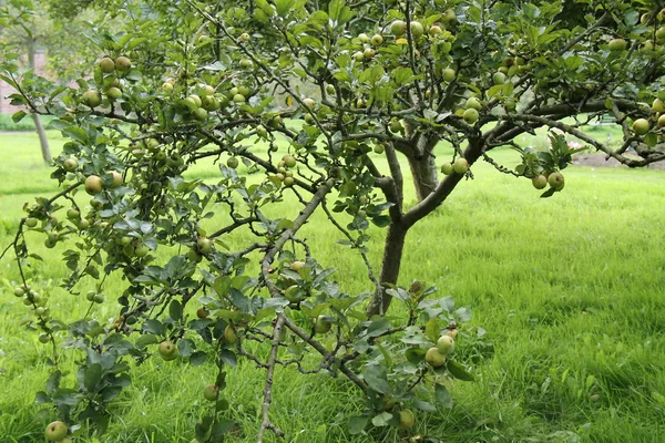 Árbol frutal . — Foto de Stock