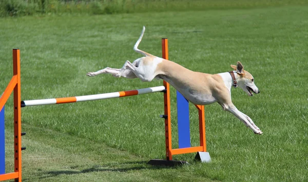 Tazı köpeği. — Stok fotoğraf