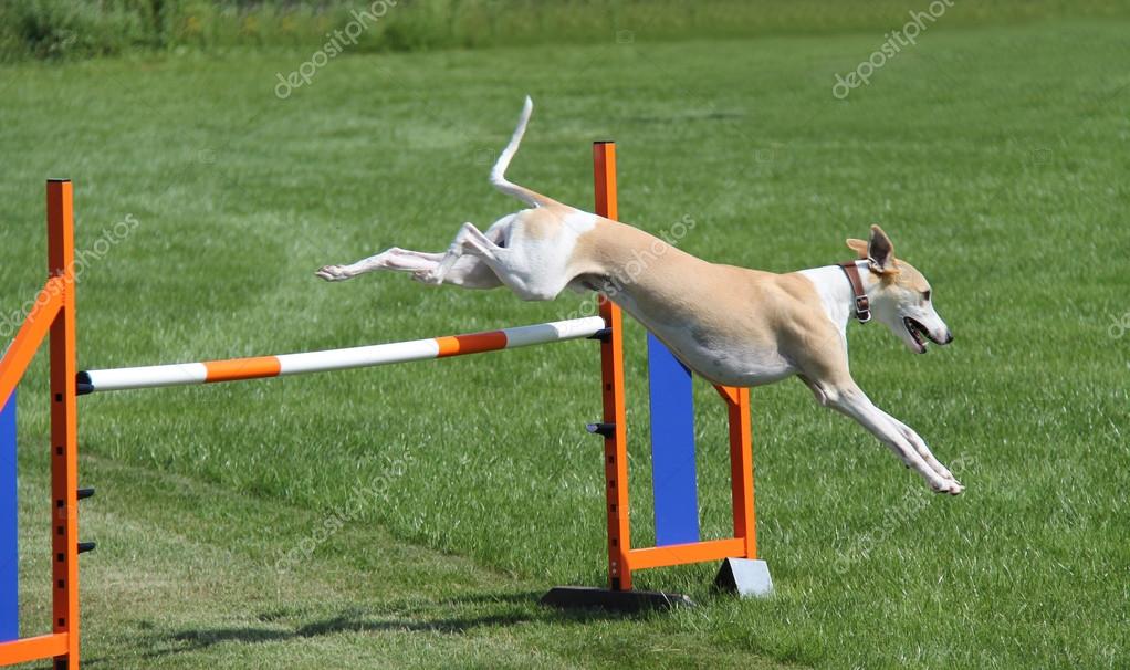 whippet agility