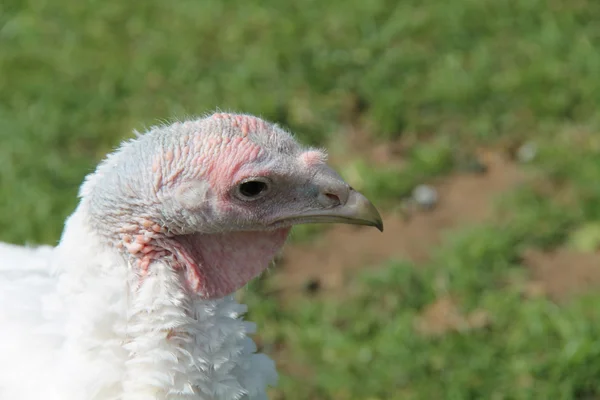 Turquía pájaro . — Foto de Stock