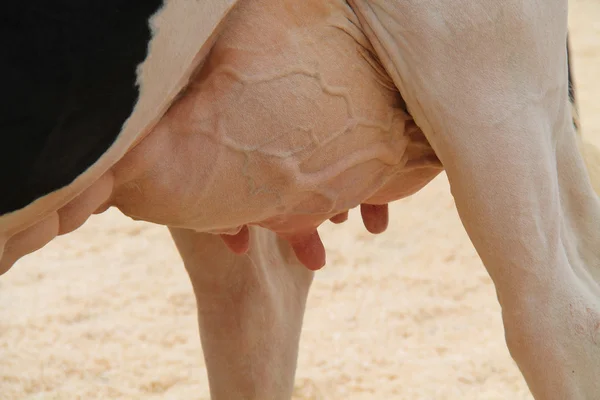 Vacca da latte. — Foto Stock