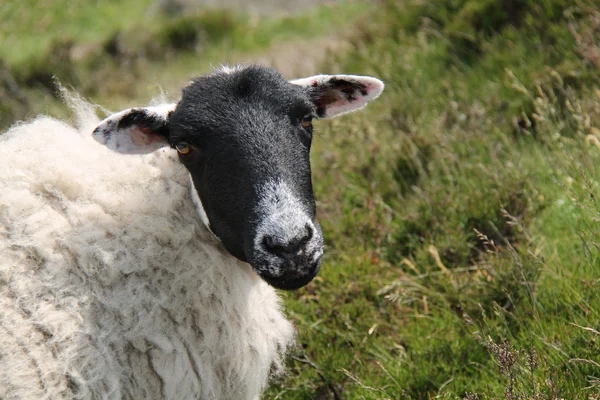 丘の中腹の羊. — ストック写真