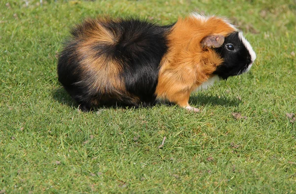 Cerdo de Guinea — Foto de Stock