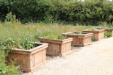 Tahta bir sıra Yetiştirilmiş Bahçe Sebze Yatağı.