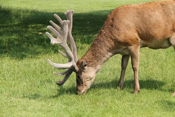 Red Deer Antlers. — Stock Photo, Image