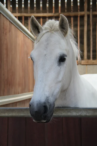 Cavalo branco no estábulo . — Fotografia de Stock