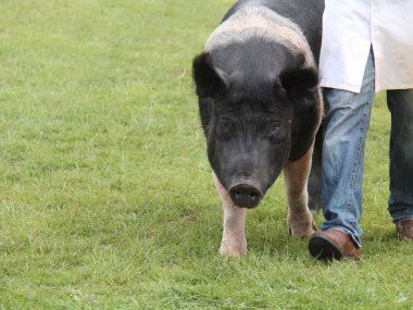 Large Show Pig. clipart