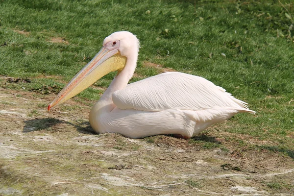 Oiseau pélican blanc . — Photo