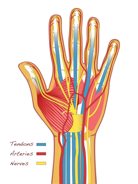 Anatomia delle mani umane — Vettoriale Stock