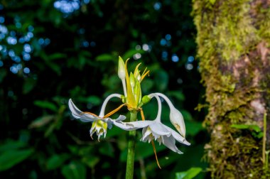 Mavi çiçek çan şeklinde, Güney amercian rainforest çiçeklenme ile portre güzel yeşil ayahuasca bitki