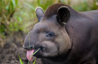 Tatlı güzel kahverengi tapiri, Amazon ormanlarının en büyük memeli
