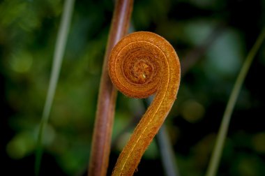 Fern cola de mono, büyük portakal renkli bitki ile mükemmel dairesel şekil ve simetri closeup