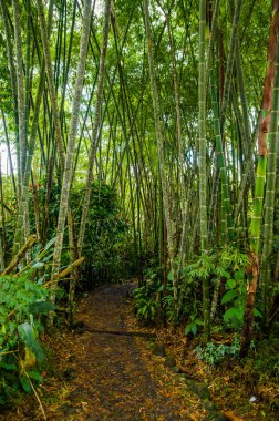 Ekvador Amazon ormanlarında her iki tarafta sıkı yeşil bitki örtüsü ile küçük yürüme yolu
