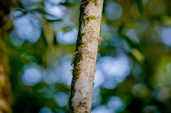 Closeup of brown colored skinny tree, sangres de drago, medicinal plant branch with green blurry vegetation background — Stock Photo, Image