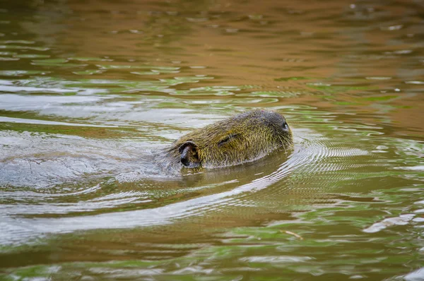 Tapir nadando com a cabeça acima da água no rio da selva amazônica — Fotografia de Stock