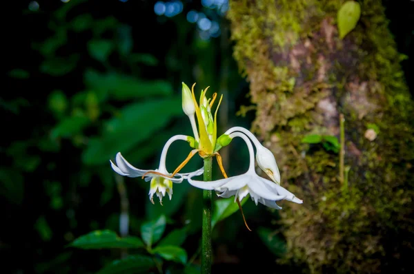 Närbild vackra gröna ayahuasca växt med blå blomma blommar i bell form, södra amercian regnskog — Stockfoto