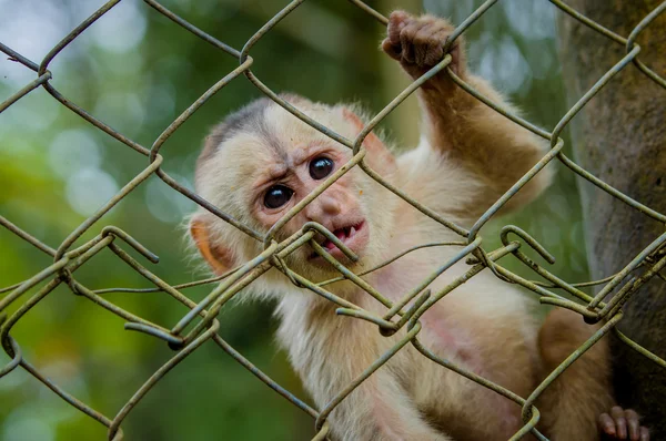 Fantastic close seup photo of playful cute little monkey from amazon jungle Ecuador — стоковое фото