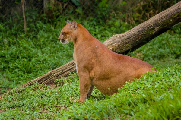 Stunning photo of majestic light brown colored puma wildcat sitting next to a fallen tree on grass surface — Stock Photo, Image