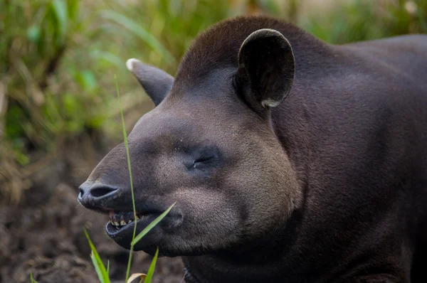 Primo piano bel tapiro marrone, il più grande mammifero della foresta pluviale amazzonica — Foto Stock