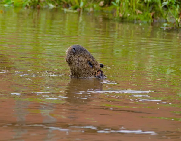 Tapir nadando con la cabeza sobre el agua en el río selva amazónica — Foto de Stock