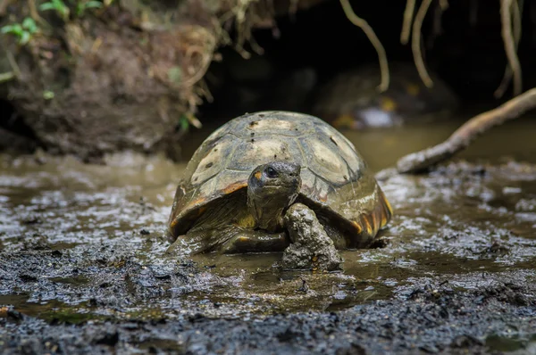 Belle tortue verte entrant dans la rivière par la rive boueuse, angle frontal — Photo