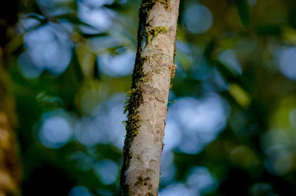 Closeup de árvore magro de cor marrom, sangres de drago, ramo de planta medicinal com fundo vegetação embaçada verde — Fotografia de Stock