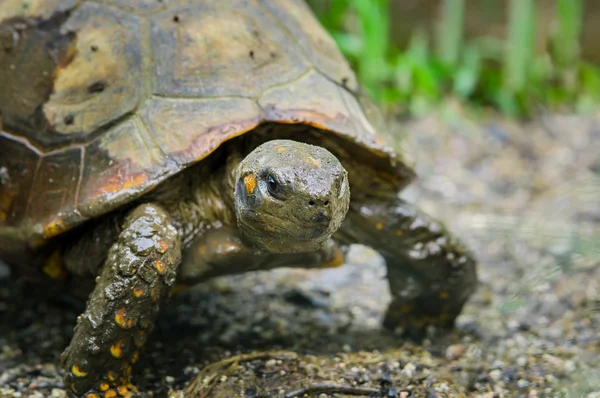 Närbild av vackra gröna sköldpaddor huvudet står i naturliga miljö med rätt ögon tydligt mot kameran — Stockfoto