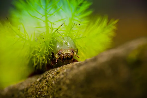 Small green bug crawling through neon colored plant on wooden branch in amazon jungle Ecuador — Stock Photo, Image