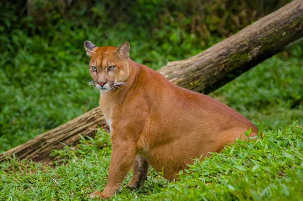 Ohromující fotografie majestátní světle hnědé barevné puma divoká kočka sedící vedle padlý strom na travnatým povrchem — Stock fotografie