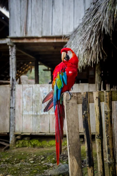 Beautiful old wild parrot sitting on edge of house in Amazon jungle Ecuador — Stock Photo, Image