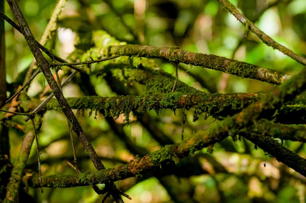 Closeup of brown colored skinny tree, una de gato, branch with green blurry vegetation background — Stock Photo, Image
