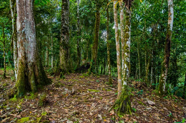 Tipik amazon orman bitki örtüsü, büyük yeşil ayrıntılar ve kontrastlar büyük fotoğraf — Stok fotoğraf