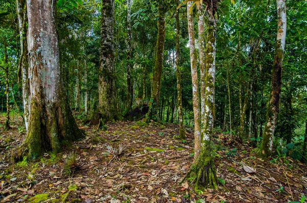 典型的なアマゾンジャングルの森林植生、偉大な緑の詳細とコントラストの素晴らしい写真 — ストック写真