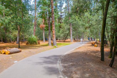 Şaşırtıcı egzersiz park kapak ağaçlar ve onun şekilleri