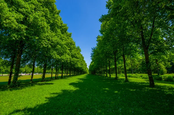 Schleissheim, Tyskland - 30 juli, 2015: Stora gröna träd planterade i perfekt uppställning skapar en allé av gräs genom mitten, beuatiful blå himlen — Stockfoto