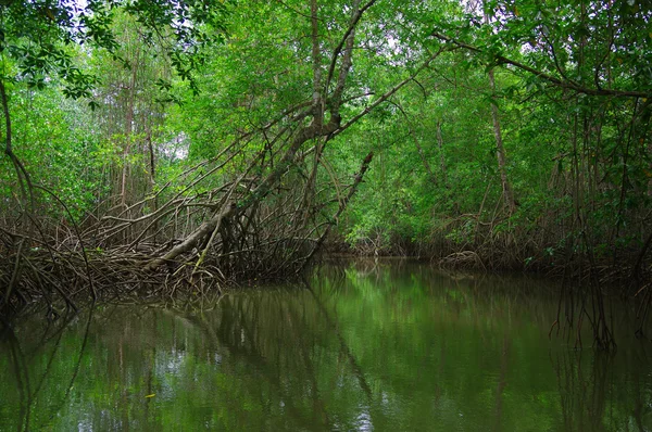 Muisne, Équateur - 16 mars 2016 : Petite rivière s'ouvrant sur l'océan Pacifique, végétation verte tropicale dense et eau — Photo