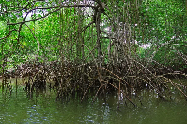 Muisne, Ecuador - 16 de marzo de 2016: Pequeño río que se abre al océano Pacífico, vegetación verde tropical pesada y agua —  Fotos de Stock