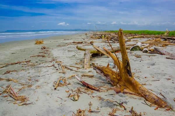 Muisne, Ecuador - 16 marzo 2016: Bella spiaggia ricoperta di rifiuti naturali come alberi e rami, sfondo oceanico pacifico — Foto Stock