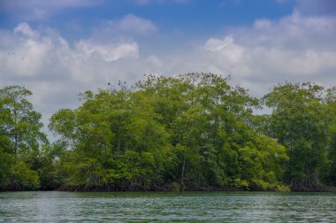 Muisne, Ekvator - 16 Mart 2016: Güzel yeşil ağaçlar ve bitki örtüsü, Pasifik Okyanusu Adası Kıyı, denizden görüldüğü gibi karşılar