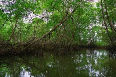 Muisne, Ekvator - 16 Mart 2016: Pasifik Okyanusu, ağır tropikal yeşil bitki örtüsüne ve su için açılış küçük nehir