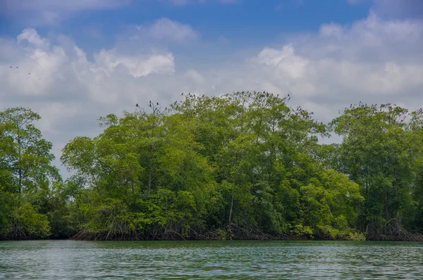 Muisne, Ekvator - 16 Mart 2016: Güzel yeşil ağaçlar ve bitki örtüsü, Pasifik Okyanusu Adası Kıyı, denizden görüldüğü gibi karşılar