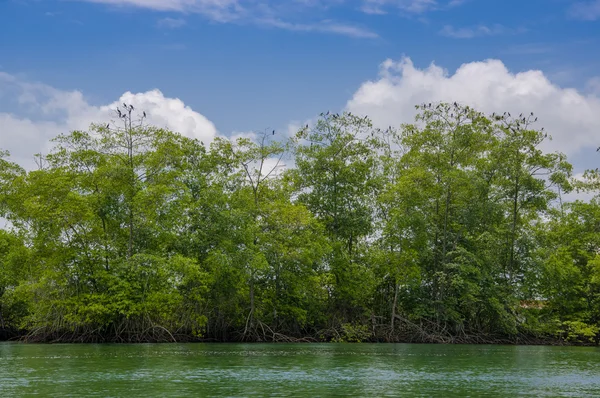Muisne, Ecuador - 16 de marzo de 2016: Hermosos árboles verdes y vegetación, el océano Pacífico se encuentra con la costa de la isla, como se ve desde el agua — Foto de Stock
