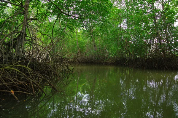 Muisne, Ecuador - 16 de marzo de 2016: Pequeño río que se abre al océano Pacífico, vegetación verde tropical pesada y agua — Foto de Stock